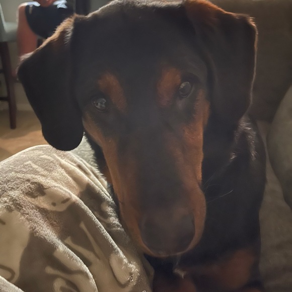 Meet your Posher, Sarah - Picture 1 of 1